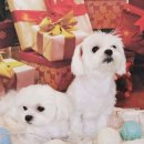 도그리썸 이미지