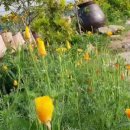 노란담장 이미지