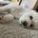 화원연합동물병원 이미지