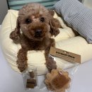 우프 앤 먀오 | 강아지 장난감 인형, 먹어도 되는 우프앤먀오 코코넛츄