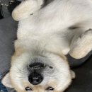 임팩트 계대점 이미지