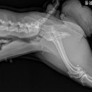 돌봄동물메디컬클리닉 이미지