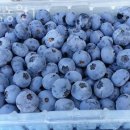 동양평농원 | 블루베리체험 숲속농원1 블루베리농장체험 가능 나이 비용 방법 후기