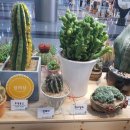 식물공예 이미지