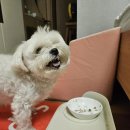 베스트아이들 - 화성시 동탄지성로 20 | [도거박스 6월 베스트 후기] 사료를 안 먹던 아이들이 달라졌어요