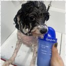 용황애견 이미지