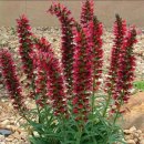 Echium red feathers, 에키움 레드페더, 붉은깃털 이미지