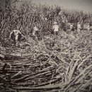 독립농장 이미지