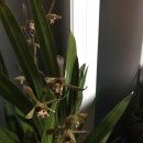 꽃보다 보세 이미지