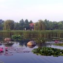 천과나무 이미지