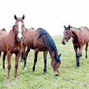 일간목장 이미지