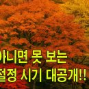 2025 단풍 절정 시기 이미지