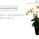 남양꽃집힐링플라워 이미지