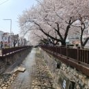 창원 진해군항제 맛집 - 화인찜, 임자도, 동부회센타, 진해루 불꽃놀이 명당 카페추천, 해군사관학교...
