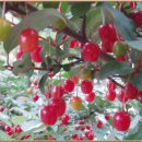 그린토피아 이미지