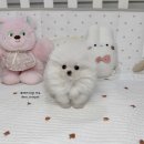 마산강아지분양 뽀뽀애견 | 강아지책임분양 ■사랑스러운 킹찰스 스패니얼 형제 아이들■