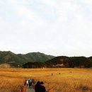 순천만 갈대밭 이미지