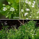 자세히 보아야 예쁘다 이미지