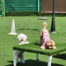 우당탕탕 사고뭉치 이미지