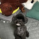 클래시독스 이미지