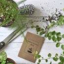 미니정원(테라리움) 이미지