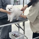 김지순애견미용학원 이미지
