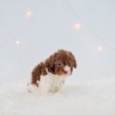 도로시 펫 이미지