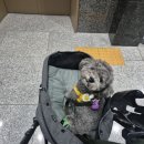 룰루랄라애견미용실