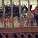 둥지애견 이미지