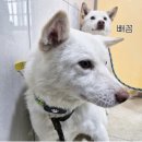 연대 | 동물자유연대 결연후원 솔직후기, 작은 정기후원이 만든 변화