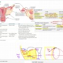 FA헬스클럽 | usmle step1 후기 (1) intro, AI 활용, anki 조언