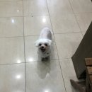 신일산동물병원 이미지