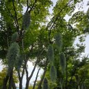 물레방아국밥 | 경기도 광주 화담숲 다녀온 후기 2탄!! [최미자 소머리국밥 후기 포함]