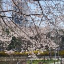 서부단지 | 인천벚꽃 부평 벚꽃 상황 굴포천 서부간선수로 벚꽃데이트 후기 26년 4월2일 기준