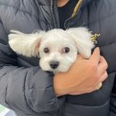 러비도기 이미지