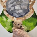 제주 애견 아가야 이미지