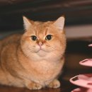 하나동물의료센터 이미지