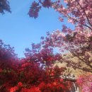 완산-131 | [일상] 전주의 겹벛꽃을 눈에 잘 담고 왔습니다.