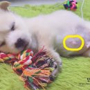 펫츠나라 동물병원 이미지