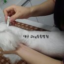 와이(y) 동물병원 이미지