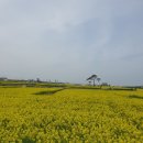 호미곶경관영농조합법인 | 유채꽃 향기는 바람에 날리고/포항 호미곶유채꽃/유채꽃은 호미곶 입니다.