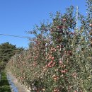 대금농장 | 부사사과 수확 직전! 농장에서 직접 본 제철 부사 익어가는 모습