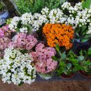 로즈마리 화원 이미지