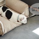 도그하우스 이미지