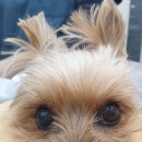 부자동물병원 이미지