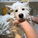 댕그랑댕 이미지