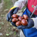 이평농장 | 6시내고향 홍보장사만만세 충주 밤 농장 택배 주문처 알아보기