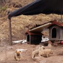 꿈의 농장 이미지