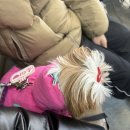 에피소드 동물병원 이미지