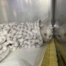 경상국립대학교 동물의료원 | 조이 진단 기록(0412~0820)